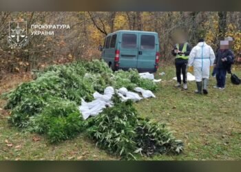 Понад 50 кг канабісу: на Білоцерківщині затримали чотирьох підозрюваних