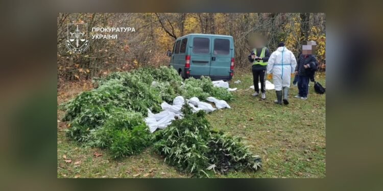 Понад 50 кг канабісу: на Білоцерківщині затримали чотирьох підозрюваних