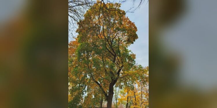 Погода на Київщині 30 жовтня: до +12° та без істотних опадів